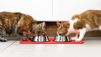 Zwei Katzen essen aus einer Schüssel