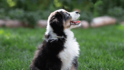 Fluffy puppy sitting looking up