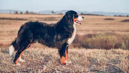 Hund, der im Feld steht