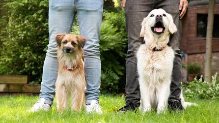 Zwei Hunde sitzen vor ihren Besitzern auf dem Rasen.