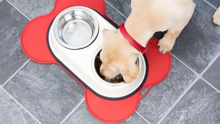 So fütterst du deinen erwachsenen Hund 