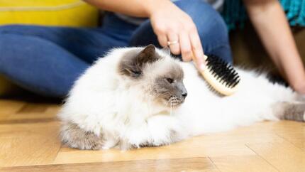 Flauschige weiße Katze, die gebürstet wird