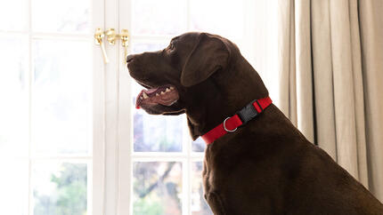 Hund guckt aus dem Fenster