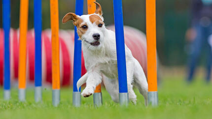 Kleiner Hund läuft auf einem Agility-Parcours