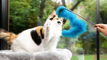 Patch farbige Katze, die mit blauem Pelzspielzeug spielt