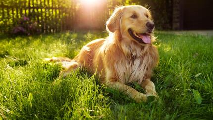 Hund liegt hechelnd im Gras