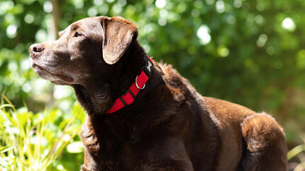 Alter Hund schaut in die Ferne