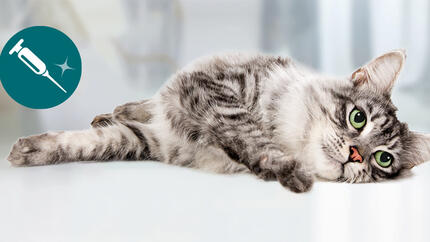 Graue Katze liegt auf hellem Boden