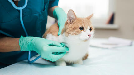 Katze wird beim Tierarzt untersucht