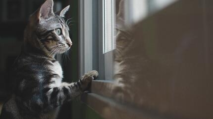 Katze schaut aus dem Fenster