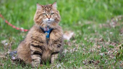 Sibirische Katze an der Leine