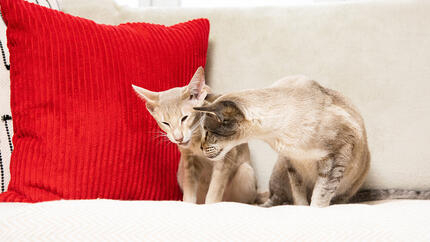 Zwei Katzen sitzen auf einem Sofa mit einem roten Kissen