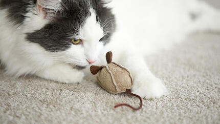 Katze spielt mit Mausspielzeug