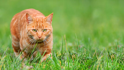 Ingwerkatze bei der Grasjagd