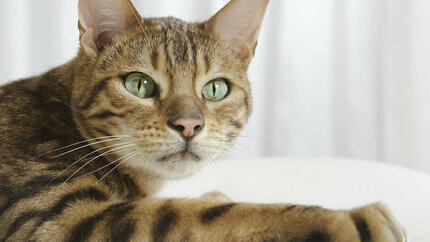 Nahaufnahme der Bengal-Katze mit grünen Augen