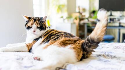 Fleckige Katze, die sich auf Bett hinlegt.