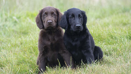 Brauner und schwarzer Hund sitzt auf der Wiese