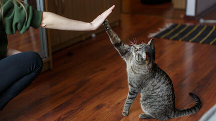 Frau und Katze geben High Five ab