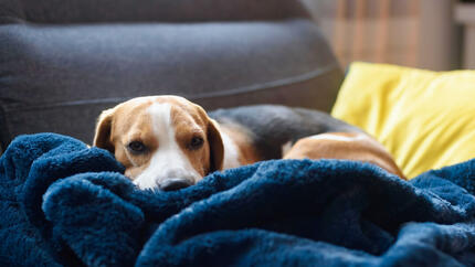 Hund in Decken gehüllt