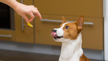 Hund wird mit Zitrone gefüttert