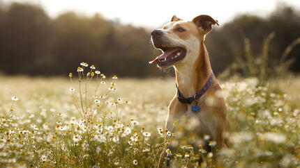 Hund springt in ein Gänseblümchenfeld.