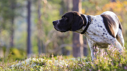 Hund schnüffelt im Wald