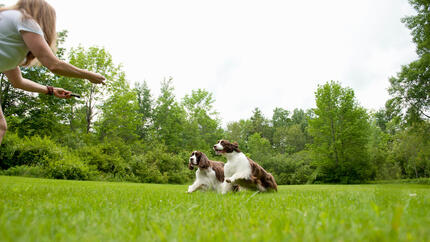 4  Hilfreiche Tipps, um das Selbstvertrauen eines Hundes aufzubauen