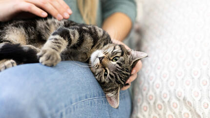  Katze liegt auf dem Schoß ihres Besitzers