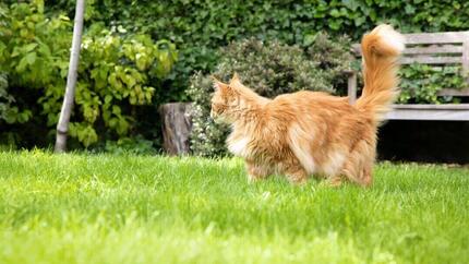 Deinen Garten katzensicher machen