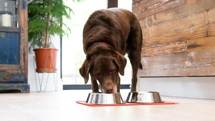 Schokoladen-Labrador, der aus einer Schüssel isst