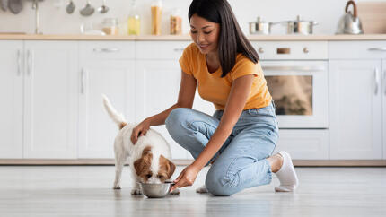 Hund frisst aus weißer Schüssel