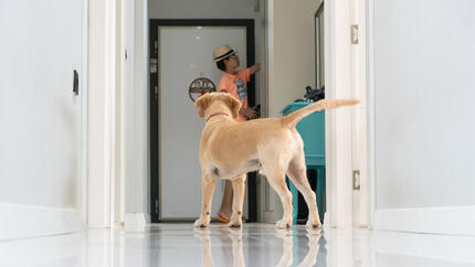 Hund folgt Person