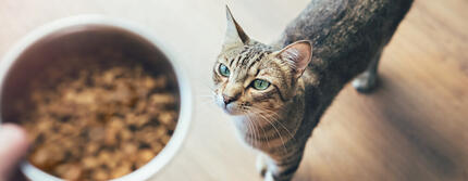 Wie viel Futter braucht eine Katze?
