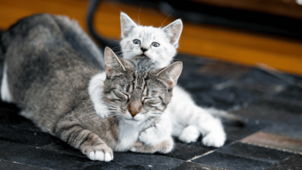 Wie man Kitten mit einer älteren Katze zusammenführt