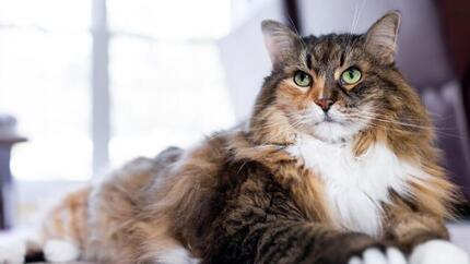 22 witzige Fakten über Katzen, die jeder Katzenliebhaber kennen sollte