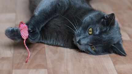 Die besten Spielzeuge für ältere Katzen