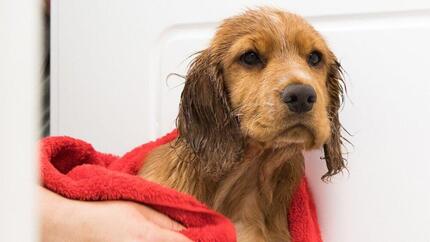 Der beste Weg deinen Hund zu baden