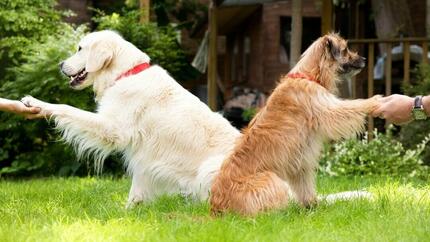 Hunde schütteln sich die Hände