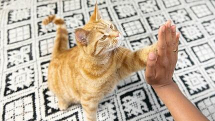 Katze gibt fünf