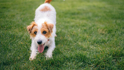 Verspielter Hund draußen