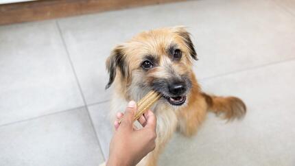 Brauner Hund kaut auf einem Dentalife Stick