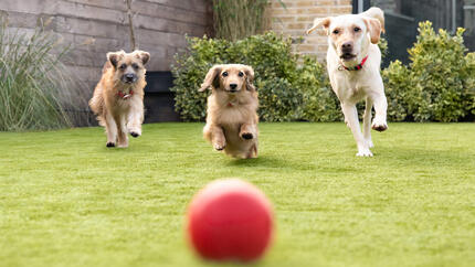 Top 20 der beliebtesten Hunderassen