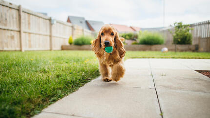 Hundespiele im Freien
