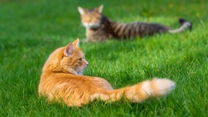 Zwei Katzen sitzen draußen