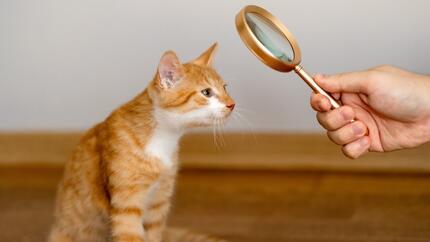 Eine Person hält eine Lupe, um eine Katze zu betrachten.