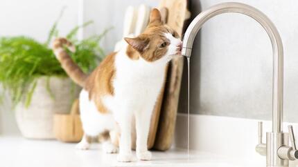 Katze trinkt Wasser direkt aus dem Wasserhahn