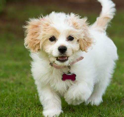 Cavachon dog walking on the green grass