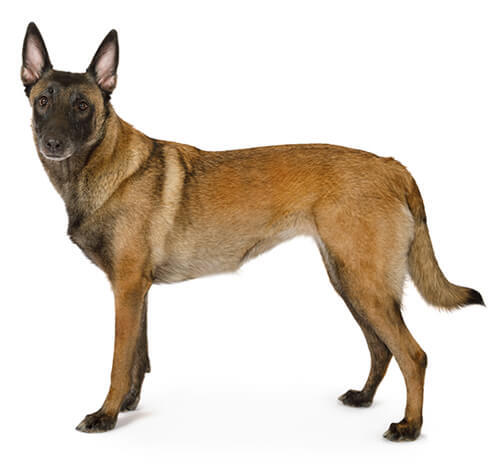 Belgischer Schäferhund Malinois