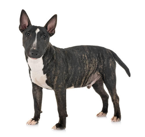 Miniature Bullterrier