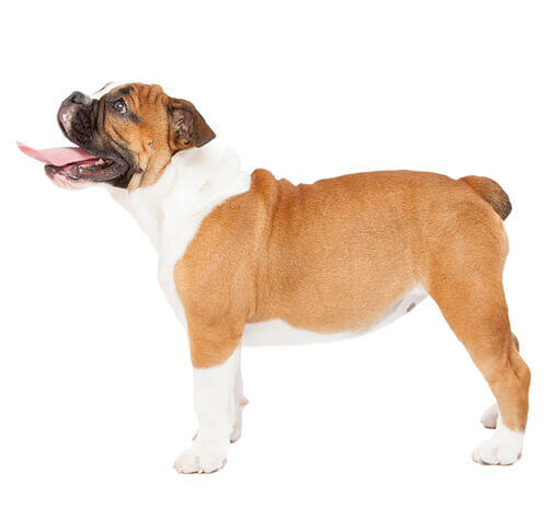 Bulldogge